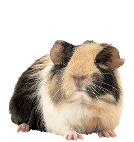 Tri-Colored Guinea Pig